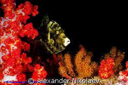 Reticulated filefish. Martini Rock, Fujera, UAE. Canon 40... by Alexander Nikolaev 